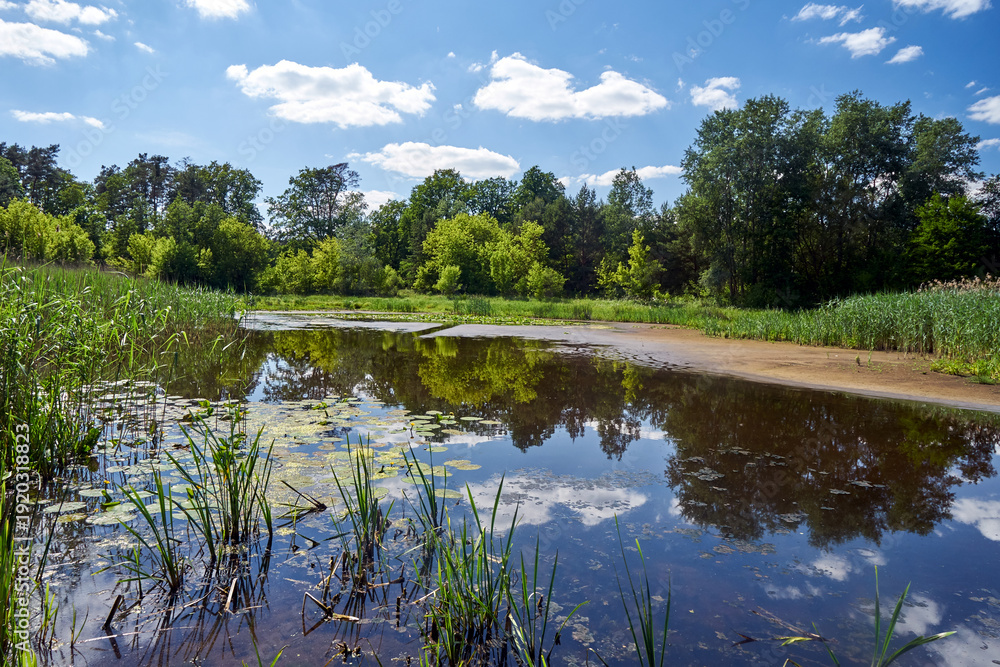 Fototapeta premium Trees, bushes, and reeds on the bank of the Warta River during summer
