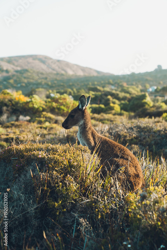 Foto Australian kangaroo standing in outback bushland environment