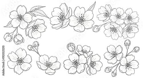 Collection of Delicate Cherry Blossom Branch Illustrations.