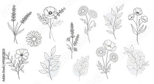 Collection of Delicate Botanical Line Drawings of Wildflowers.