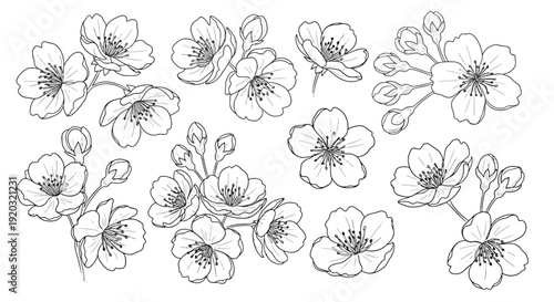 Collection of Delicate Cherry Blossom Branch Illustrations.