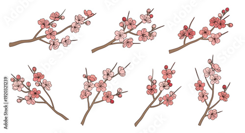 Collection of Delicate Cherry Blossom Branches in Bloom.