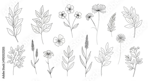 Elegant Line Art Botanical Illustrations of Various Plants and Flowers.