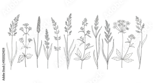 Collection of Hand Drawn Wild Grasses and Flowers Line Art.