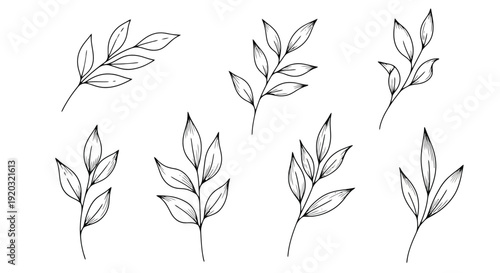 Collection of Delicate Hand-Drawn Leafy Branches.
