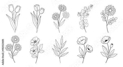 Collection of Hand-Drawn Botanical Illustrations of Various Flowers.