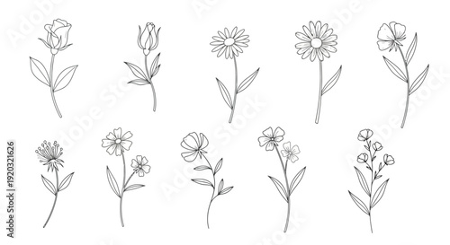 Collection of Hand-Drawn Botanical Illustrations of Various Flowers.