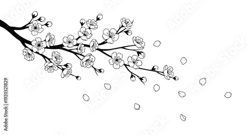 Elegant Cherry Blossom Branch with Falling Petals.