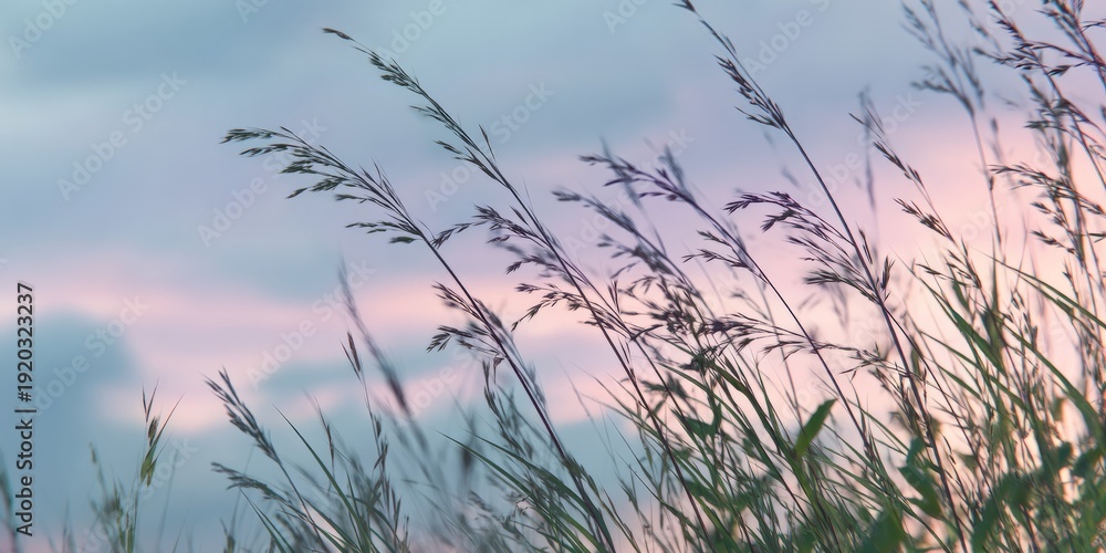 Obraz premium Whispering Grass at Dusk: A Gentle Dance