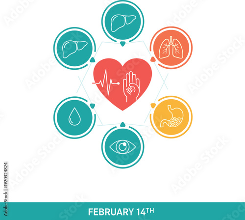 World organ donation day February 14 awareness poster with human organs and heart health vector illustration