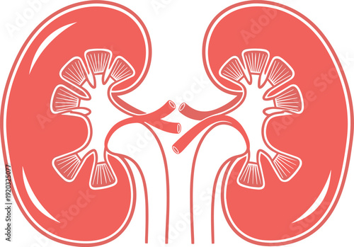 Human kidney anatomy illustration with internal structure medical organ transplant healthcare vector graphic