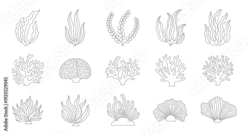 Ocean Coral Reefs and Seaweed Collection - Vector Line Art Illustrations