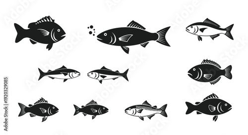 Set of diverse fish silhouettes, icons and illustrations, marine life collection