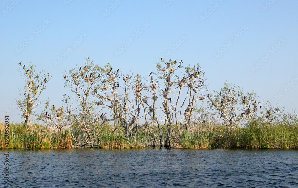 Ταπετσαρία Great cormorants (Phalacrocorax carbo) in breeding plumage photographed on nests