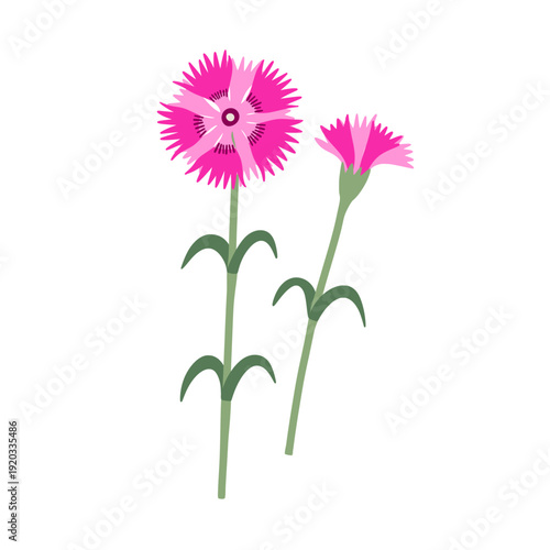 Clove pink flower clipart. Delicate dianthus field wildflower hand drawn vector illustration. Botanical spring summer nature cheddar pink element. Hand drawn flat floral blossom for garden wedding.