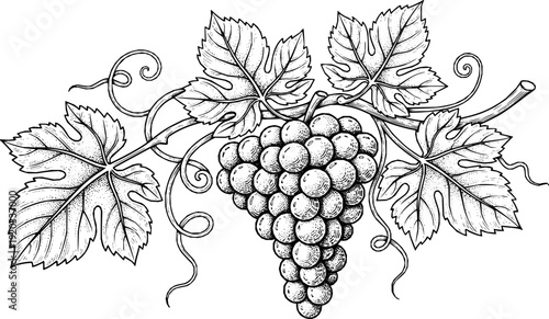 Intricate vintage engraving of a grapevine cluster with detailed leaves and fruit showcasing classic hand-drawn artistry
