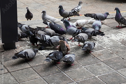 Foto A flock of pigeons eats food scattered by someone on the footpath