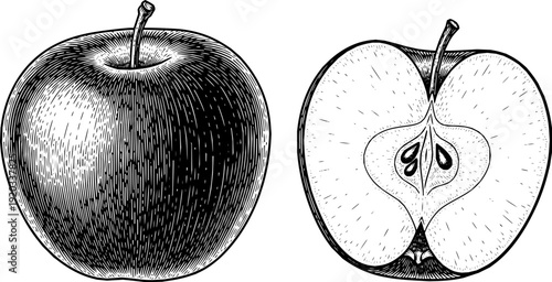 Engraved vector illustration of an apple alongside a halved fruit revealing its seed nestled within
