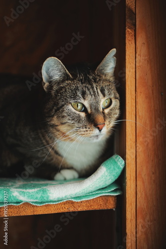 Photography Rescue tabby cat resting on shelf in wooden shelter interior