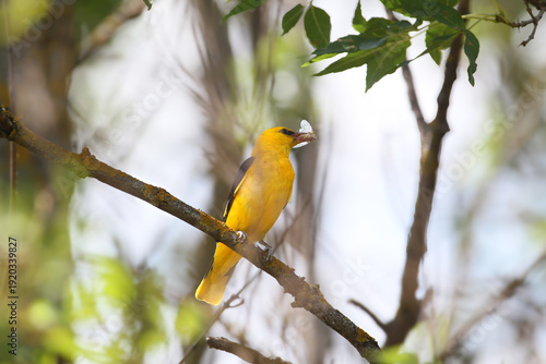 A pair of Eurasian golden oriole (Oriolus oriolus) are filmed close-up near a nest with chick food in their beaks.