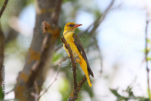 A pair of Eurasian golden oriole (Oriolus oriolus) are filmed close-up near a nest with chick food in their beaks.