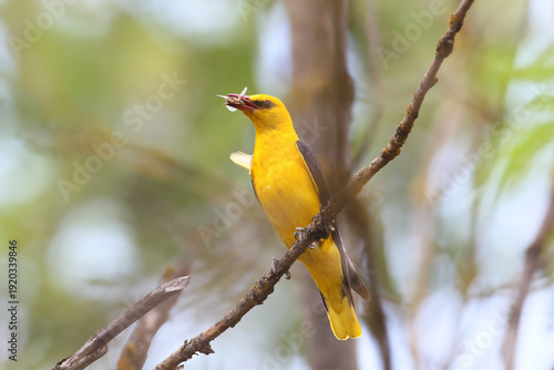 A pair of Eurasian golden oriole (Oriolus oriolus) are filmed close-up near a nest with chick food in their beaks.