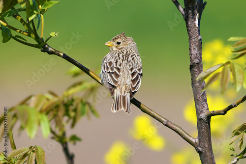 A close-up shot of an adult corn bunting (Emberiza calandra) perched on a fork in a tree branch against a blurred background