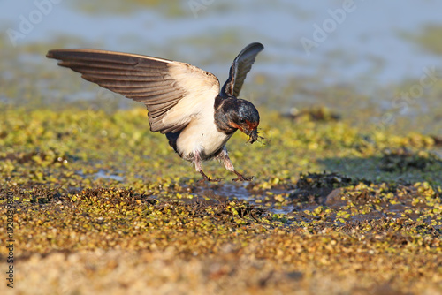 Adult barn swallows (Hirundo rustica) are filmed collecting material to build their nest on the shore of a pond.