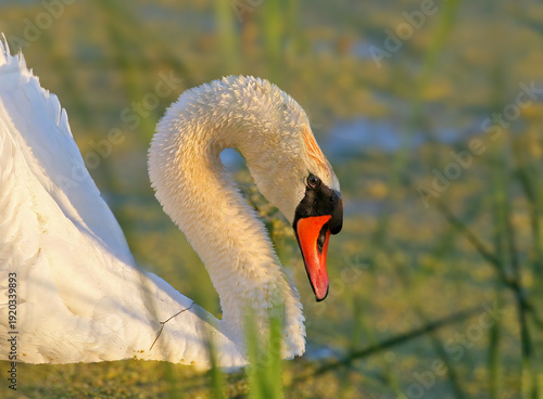 Adult mute swans (Cygnus olor) and their chicks filmed in their natural habitat