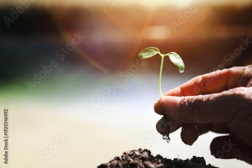 Slika na platnu A farmer's hands planting seedlings in spring, Earth Day life and nature conservation concept