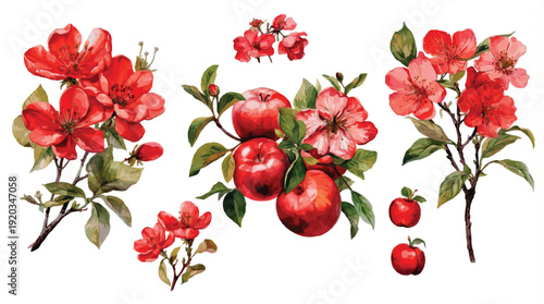 Red apple blossoms and apples on branches with green leaves isolated on transparent background