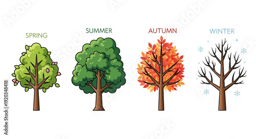 Four Seasons Tree Illustration: Spring, Summer, Autumn, Winter