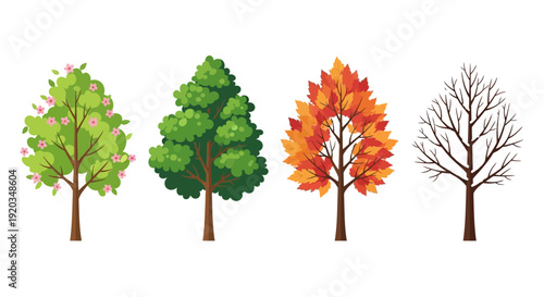 Four Seasons Trees: Spring, Summer, Autumn, Winter Tree Cycle