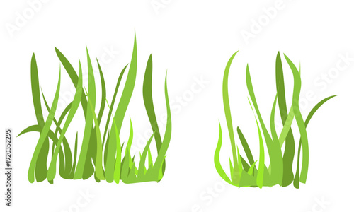 Green grass or algae. Vector illustration. Thickets of thick spring grass, isolated on a white background
