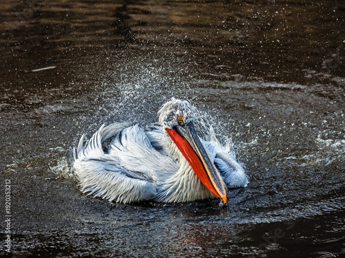 Dalmatian pelican bathing