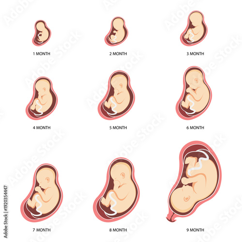 Stages of Human Embryonic Development and Pregnancy Timeline Medical Anatomy Educational Vector Infographic