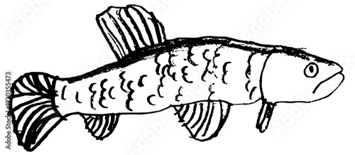 Hand drawn child's illustration of Brazilian Trahira wolf fish isolated on white. Vector sketch of Hoplias malabaricus freshwater fish in primitive ink style.