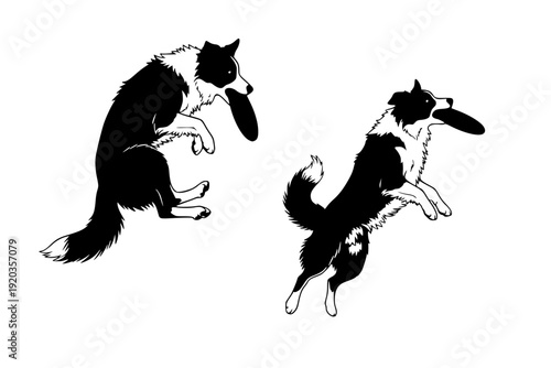 Border Collie Dog Jumping and Catching Frisbee Silhouette Vector for Pet Fitness and Canine Sports Illustration