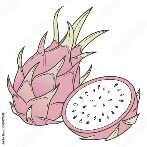 Fresh pink dragon fruit and slice with seeds, hand-drawn illustration