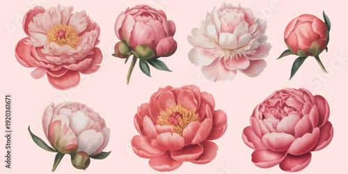 Watercolor peonies collection, featuring various stages of bloom and soft pastel color palette for elegant floral designs