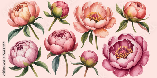 Beautiful Watercolor Peony Flowers and Buds in Various Stages of Bloom, Perfect for Floral Designs and Decorations
