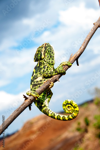 The Indian Chameleon, Chamaeleo zeylanicus in the forest.