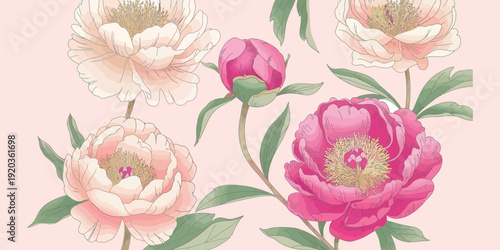 Exquisite hand-drawn peony floral pattern with delicate pink, cream, and fuchsia blossoms. An elegant illustration for spring and summer nature decor