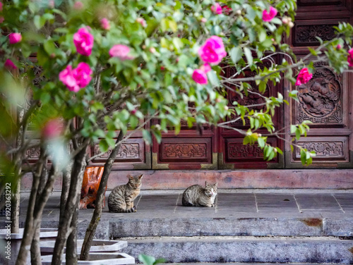 Photos The cat in the Taoist temple