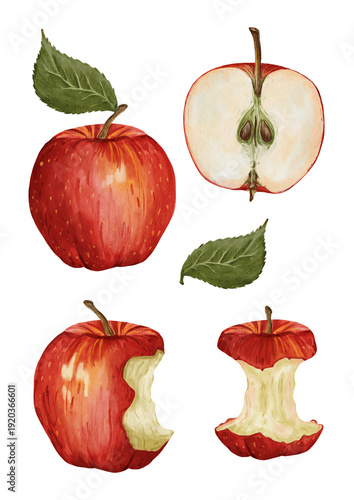 Watercolor red apple set with whole fruit, half apple, bitten apple and apple core isolated on white background, hand painted realistic food illustration