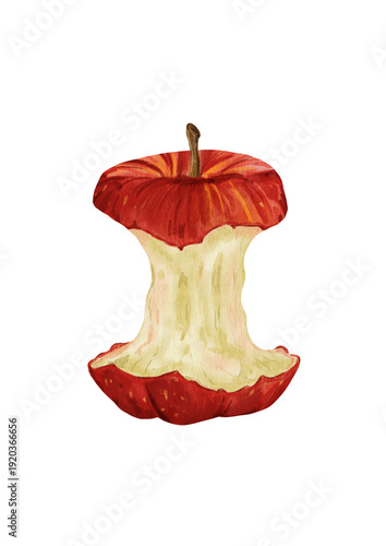 Watercolor apple core isolated on white background, hand painted realistic fruit illustration