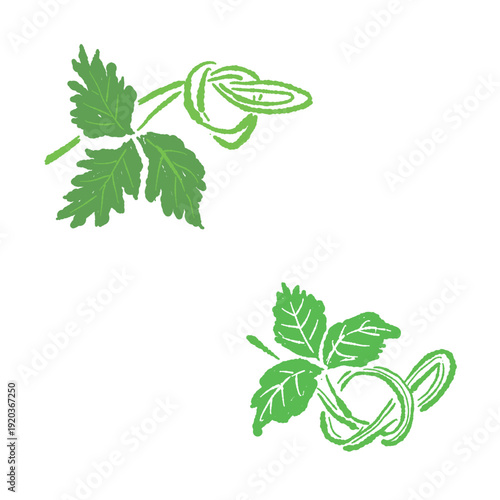 Knotted Mitsuba Japanese Wild Parsley Vector Illustration