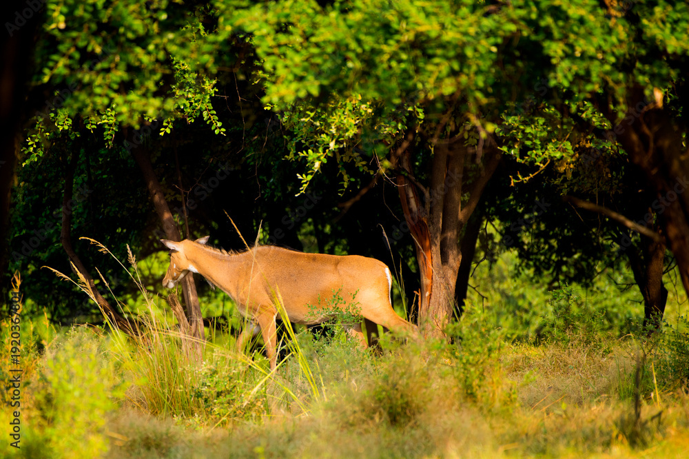Fototapeta premium Deer or chital in National Park forest, India.