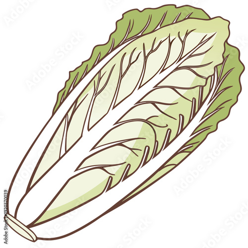 Fresh Nappa Cabbage Illustration, Healthy Food and Cooking
