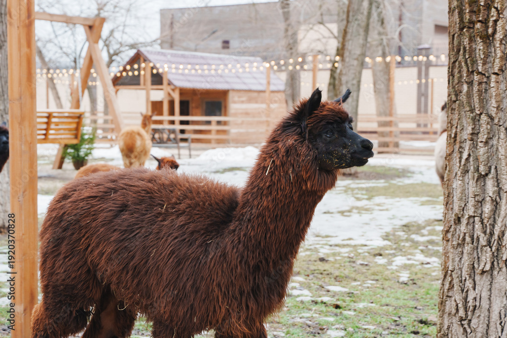 Naklejka premium Brown llama walking in a yard with trees and buildings in winter